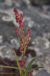 Common sheep sorrel